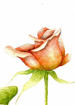 "Lovely Rose" by Jacki Prisk, Edgerton WI - Watercolor